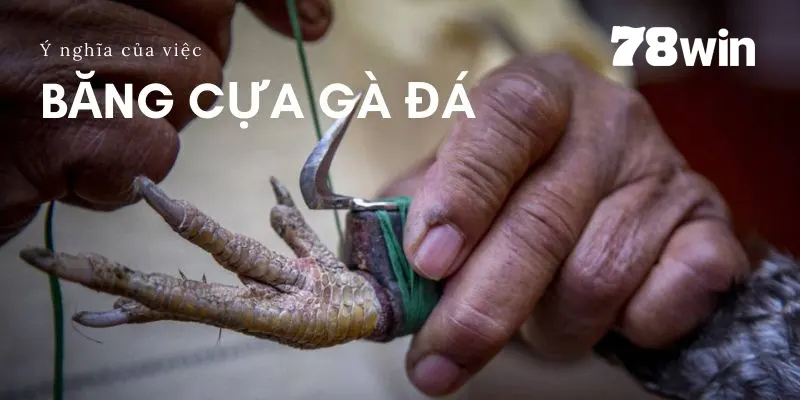 Cách Băng Cựa Gà Đá Với 7749 Kiểu Khác Nhau Của Kê Sư 2 Băng cựa đúng, kê của bạn có lợi thế trên chiến trường